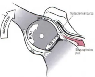 Şekil  3.  Abduksiyon  sırasında  roll  ve  slide  hareketleri  (SCL:  süperior  kapsüler  ligament, ICL: inferior kapsüler ligament)  