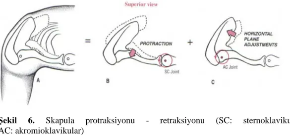 Şekil  6.  Skapula  protraksiyonu  -  retraksiyonu  (SC:  sternoklavikular,                                                                                                                 AC: akromioklavikular) 