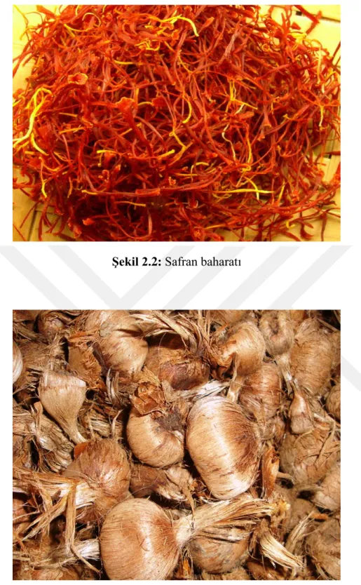 Şekil 2.2: Safran baharatı 