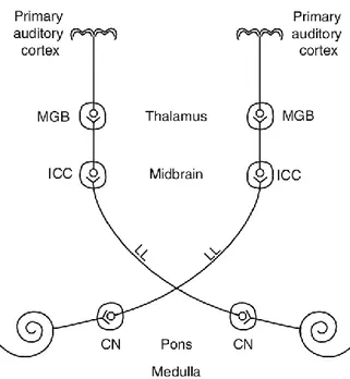 Şekil 2.2: Kokleadan inferior kollikusa uzanan çıkan işitsel yolların ayrıntılı şeması
