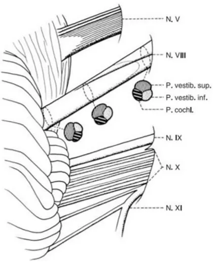 Şekil 2.5: Serebellopontin açıdan sekizinci kraniyal sinirin enine kesiti ve sinirin  farklı kısımlarda saat yönüne döndüğünü gösteren şema (Lang, 1985, Møller, 2006)  İşitme siniri, internal işitsel meatus içerisinde facial sinirin altında ve vestibüler s