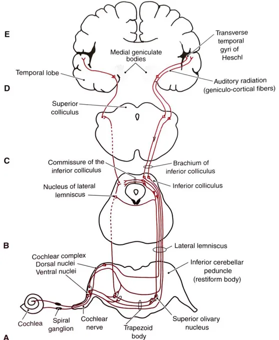 Şekil 2.9: Santral İşitsel Yollar.  A. Medulla, B. Pons, C. İnferior Kollikulus  Seviyesi, D