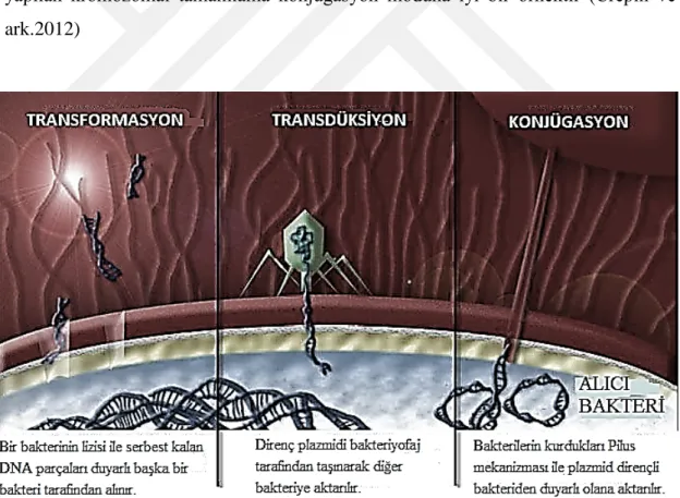 Şekil 2.8: Direnç aktarımı modları (Alekshun ve Levy, 2007) 
