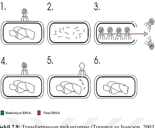 Şekil 2.9: Transformasyon mekanizması (Torrence ve Isaacson, 2003) 