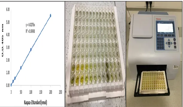 ġekil 3.3: ELIZA a) Kaspaz-3 standart eğrisi, b) 96 kuyucuklu protein kaplanmıĢ  mikroplakalarda kromojenden sonra durdurucu solüsyon konduktan sonra  mikroplakada oluĢan sarı renk,  c) Mikroplaka okuyucusunda absorbans ölçümü
