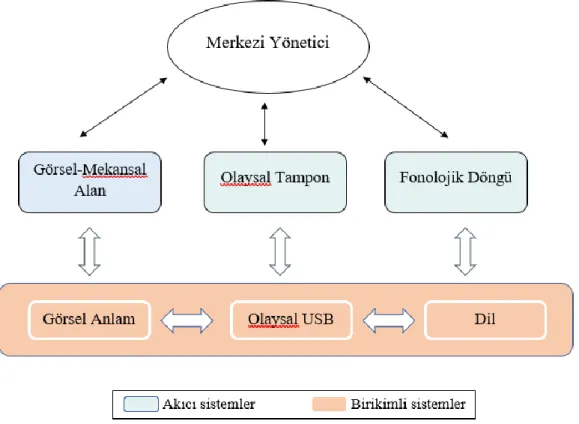 Şekil 2.2: Çok bileşenli ÇB modeli (Baddeley, 2003’den uyarlanmıştır.)  Merkezi Yönetici 