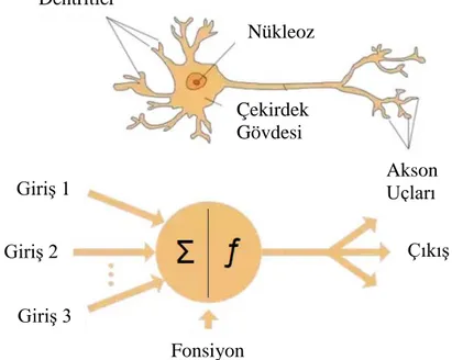 Şekil 1.7 : Biyolojik temelli bir sinir ağının matematiksel modellemesi 