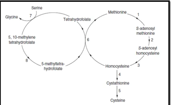 Şekil 2.1: Homosistein metabolizması  