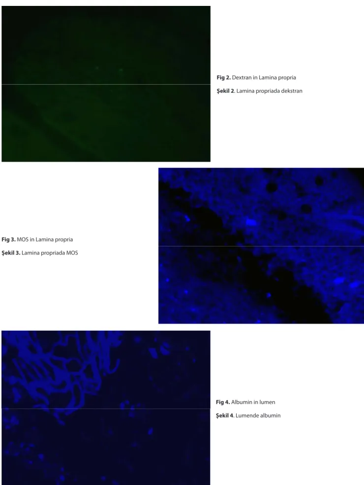 Fig 2. Dextran in Lamina propria Şekil 2. Lamina propriada dekstran