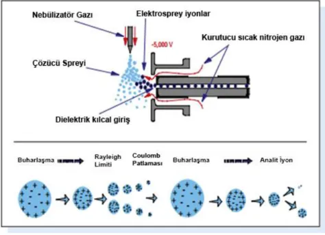 Şekil 2.7: Elektrosprey iyonizasyonu (Anonim, 2001) 