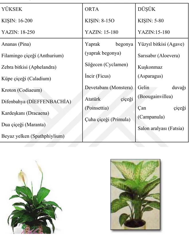 Çizelge 2.4: İç mekan bitkilerinin sıcaklık gereksinimlerine göre sınıflandırılması  (MEGEP, 2007)