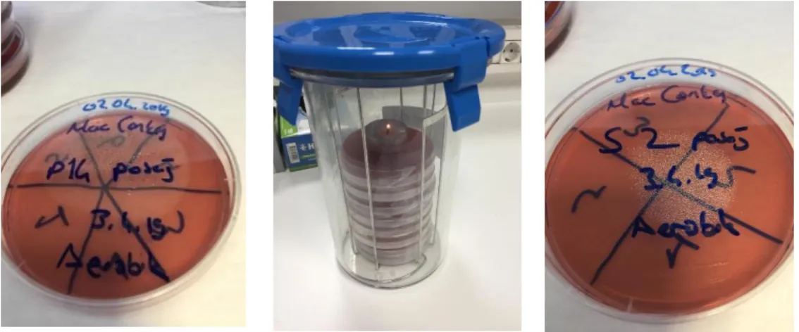 Şekil 2.1.3. MacConkey Agar.  2.1.4.3. Simmons Citrate Agar Besiyeri Hazırlama  