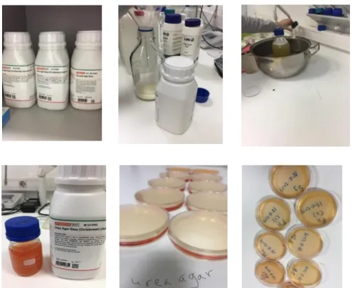 Şekil 2.1.5. Urea agar base yapımı.  2.1.5.  Steril FTS Hazırlama 