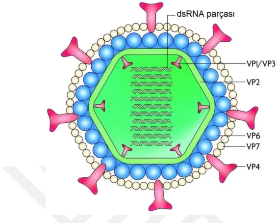 Şekil 2.1 Rotavirus viryonunun şematik simgelemesi (Dennehy, 2008) 