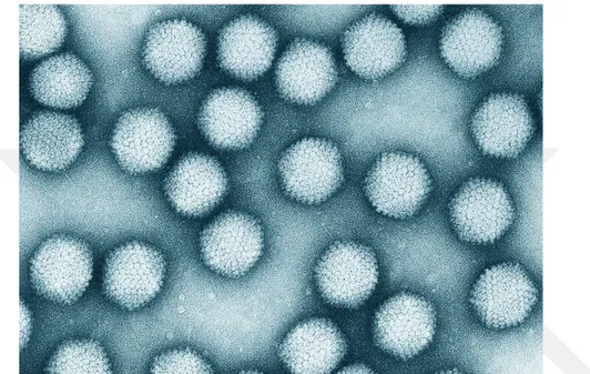 Şekil 2.3 Adenovirusların elektron mikroskobik görünümü (Perelman School of Medicine) 