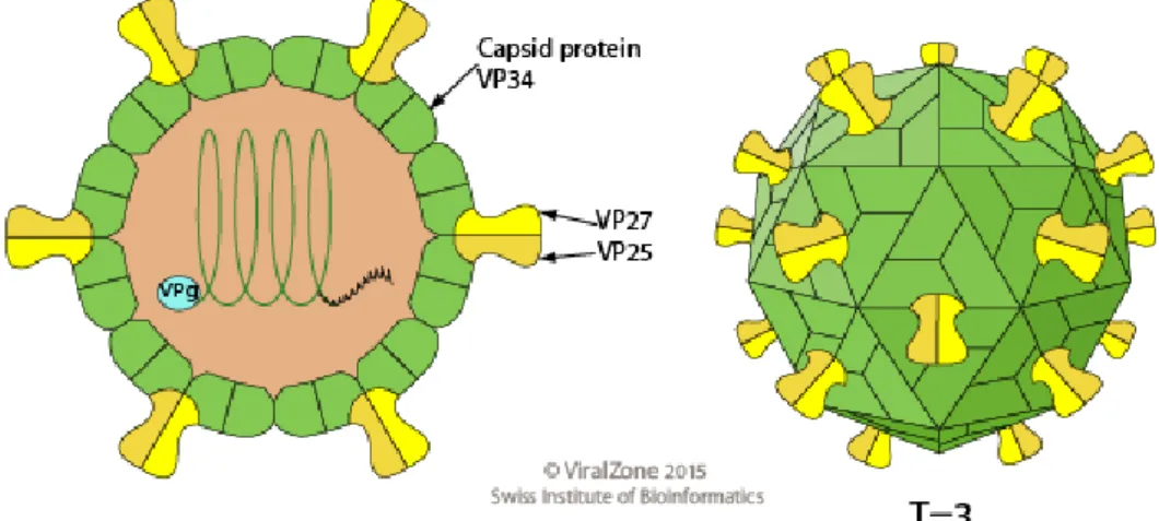 Şekil 2.4 Küresel, zarfsız ve yirmiyüzlü astrovirus viryonunun görünümü (ViralZone, 2015) 