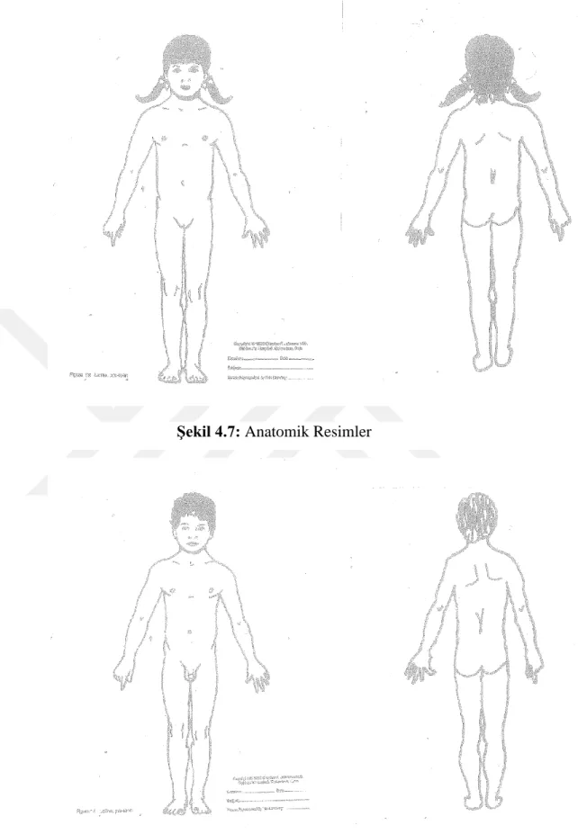 Şekil 4.7: Anatomik Resimler 