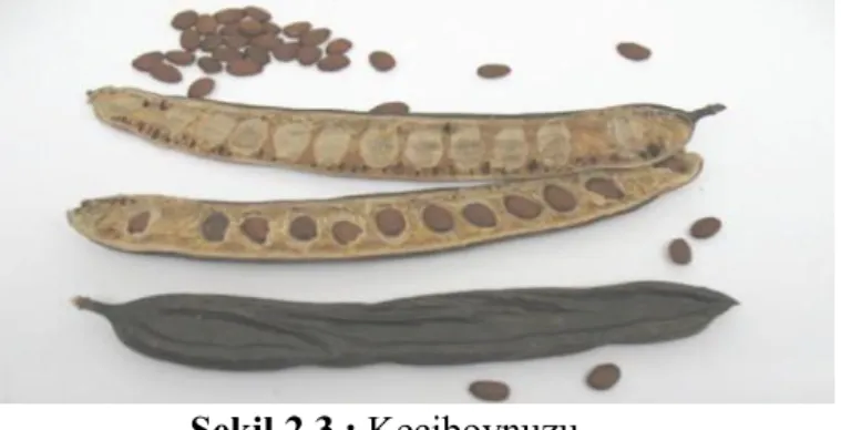Şekil 2.3 : Keçiboynuzu. 