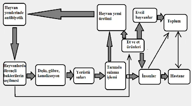 Şekil 2.2. Bakteri ile çevre arasındaki antibiyotik direnci taşınma yolları  (Khachatourians, 1998)