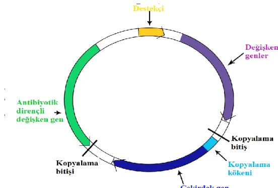 Şekil 2.3. Antibiyotik direnci taşıyan değişken genli plazmid (Brolund ve ark.,  2014)