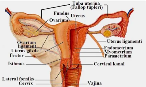 Şekil 1. Kadın İç Genital Organları (Magellanhealth.adam.com, 2019) 