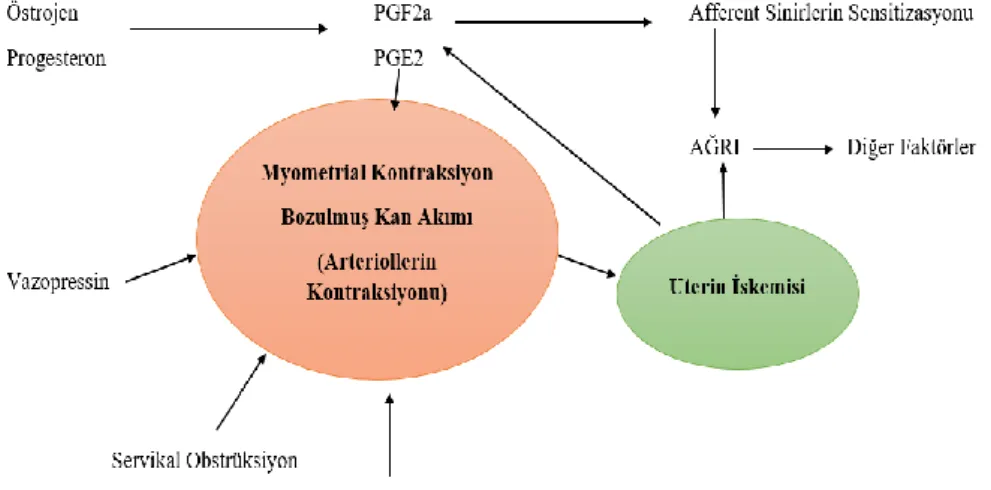 Şekil 4. PD Patofizyolojisi (Lefebvre vd., 2005) 
