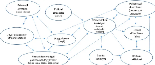 Şekil 2.3 : Stresörlerin hastalıklarla ilişkili mekanizmaları [67]. 