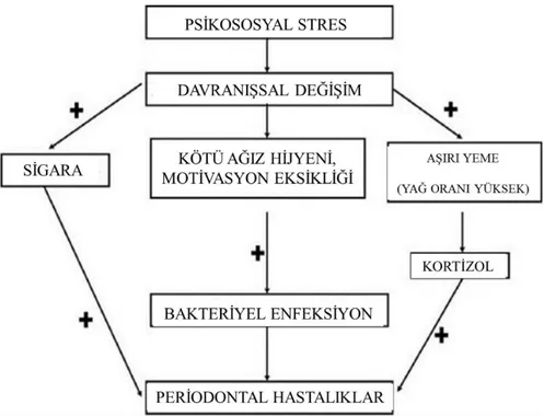 Şekil 2.6 : Sigara, oral  hijyen ve  yeme alışkanlıkları  gibi davranışlarla ilgili olarak  stresin periodontal hastalıktaki rolü [62]