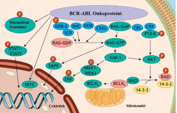Şekil 2.4: BCR/ABL füzyon proteini etki mekanizması [67] 