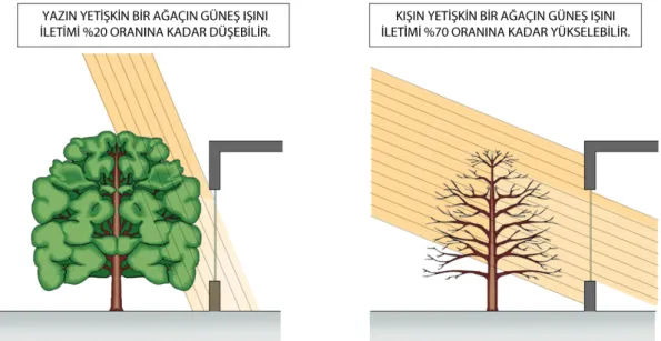 Şekil 3.14: Gölgeleme Elemanı Olarak Ağaç (Waterloo Architecture, 2011)