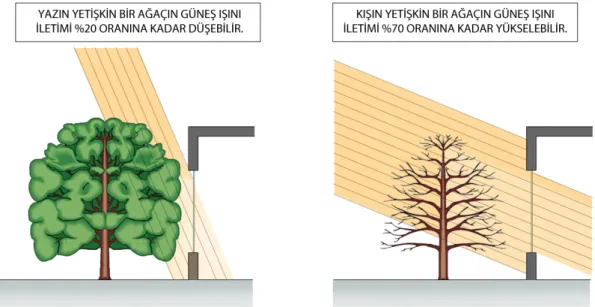 Şekil 3.14: Gölgeleme Elemanı Olarak Ağaç (Waterloo Architecture, 2011)
