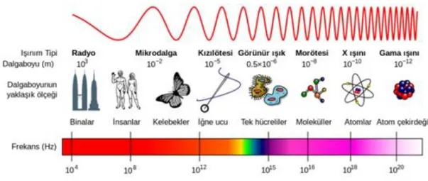 Şekil 2.2: Elektromanyetik dalga spektrumu[29]  2.1.1 İyonlaştırıcı Radyasyonunun Biyolojik Etkileri 