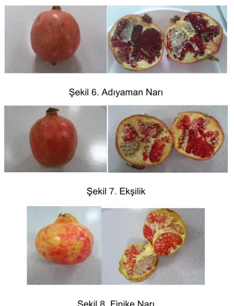 Şekil 7. Ekşilik 