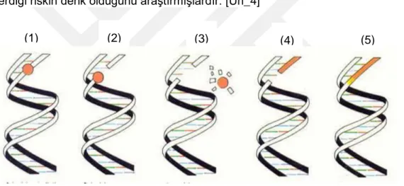 Şekil 2.1: DNA Yapısı ve Onarım Düzeni  [Url_4] 