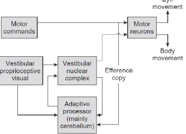 Şekil 2.1: Vestibüler sistem organizasyonu ( (Herdman &amp; Clendaniel, 2014) 