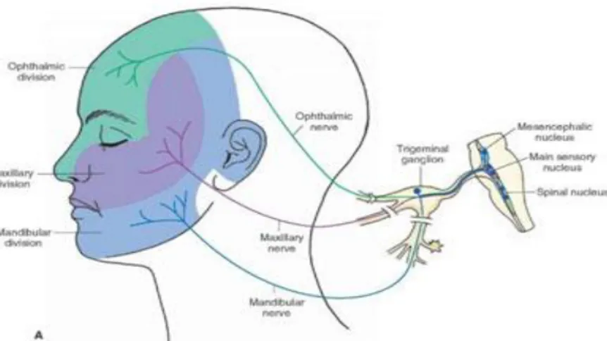 Şekil 5.2: Trigeminal sinirin dalları (http://www.orofacialpain.org.uk/education/trigeminal- (http://www.orofacialpain.org.uk/education/trigeminal-nerve/  ) 