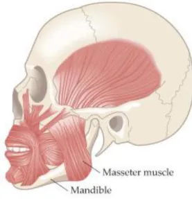 Şekil 5.3: Masseter kası (https://www.chegg.com/homework-help/questions-and-