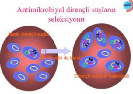 Şekil 2.3 Seleksiyon mekanizması (EKMUD) 