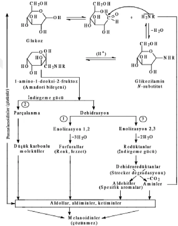 Şekil 2.1. Maillard reaksiyonu (Alais ve Linden, 1991). 