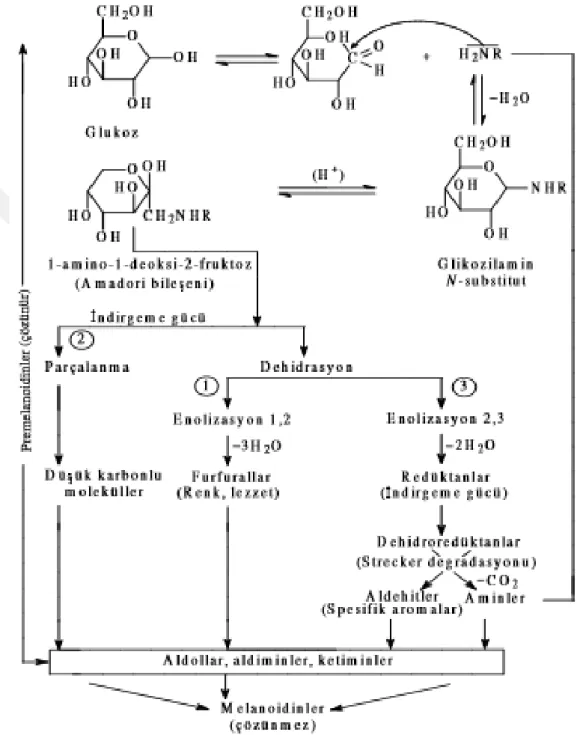 Şekil 2.1. Maillard reaksiyonu (Alais ve Linden, 1991). 