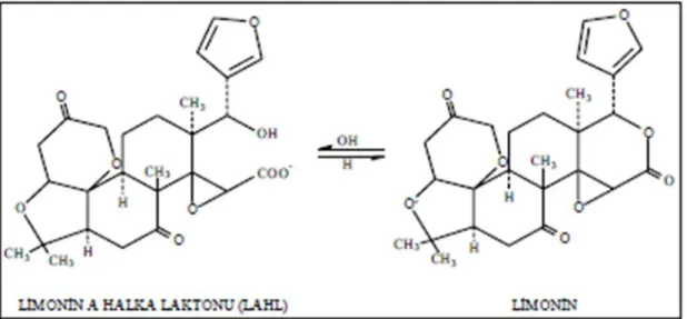 Şekil 2.2: Limoninin oluşum mekanizma (Canovas ve ark., 1997) 