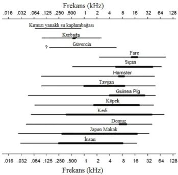 Şekil 2.2: Laboratuar hayvanlarının insanlar ile kıyaslamalı işitme frekans aralıkları  Kalın çizgiler 10 dB SPL şiddetinde, ince çizgiler 60 dB SPL şiddetinde elde edilen 