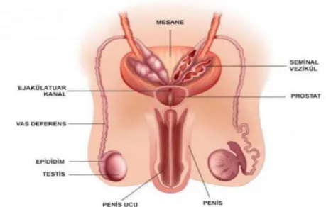 Şekil 2.3: Seminal Veziküller Ve Komşuları [46]  2.8.2 Prostat kanserinde kritik organlar 