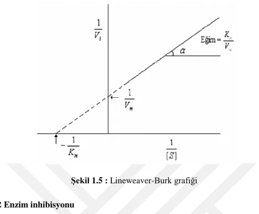 Şekil 1.5 : Lineweaver-Burk grafiği 