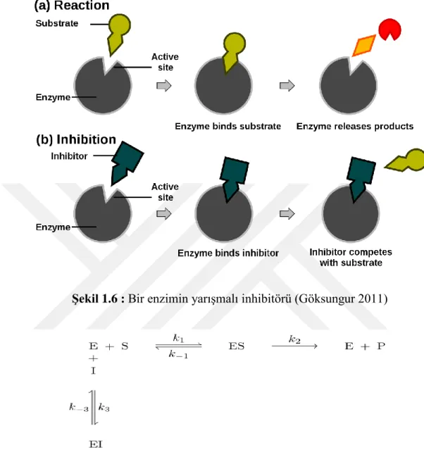 Şekil 1.6 : Bir enzimin yarışmalı inhibitörü (Göksungur 2011) 