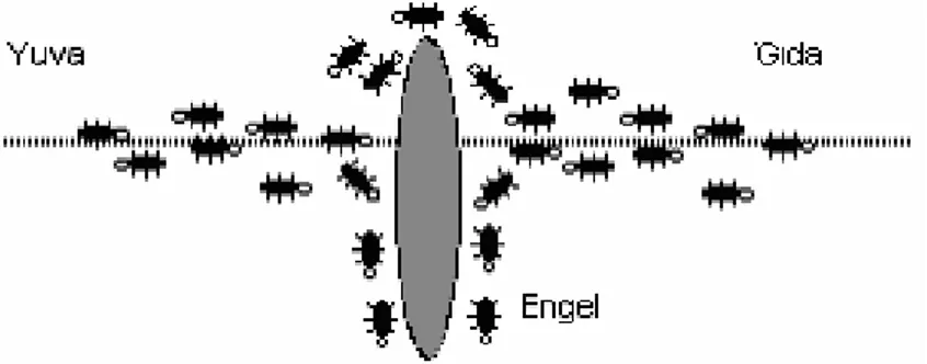 Şekil 5.3: Engelle karşılaşan karıncaların bir sonraki yol seçim durumları  Şekil  5.3’  te  görüldüğü  gibi  neredeyse  eşit  olarak  iki  yoldan  giden  karıncalar,  salgıladıkları feromon sıvısı sayesinde hangi yolun kısa hangi yolun zor olduğu  kanısın