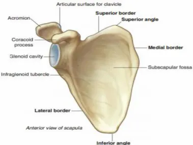 Şekil 2.2 : Skapula anterior görünüm 