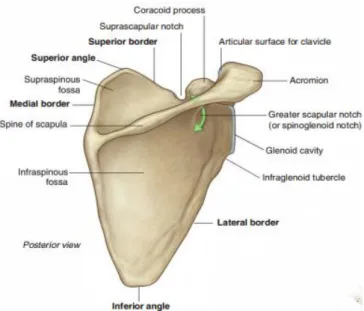 Şekil 2.4 : Humerus 