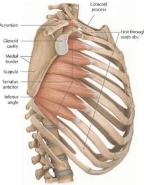 Şekil 2.10 : Serratus anterior kası 
