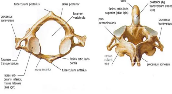 Şekil 1.3: Atlas ve Aksis 